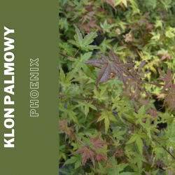 Klon palmowy "Phoenix"